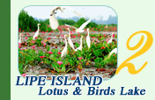 Lotus and Birds Lake and Lipe Island