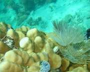 Under Water : JC Tour Lipe Island