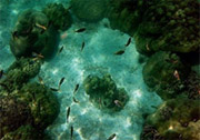 Under Water : JC Tour Lipe Island