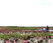 Lotus Lake : JC Tour Lipe Island