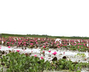 Lotus Lake : JC Tour Lipe Island