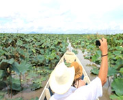 Lotus Lake : JC Tour Lipe Island